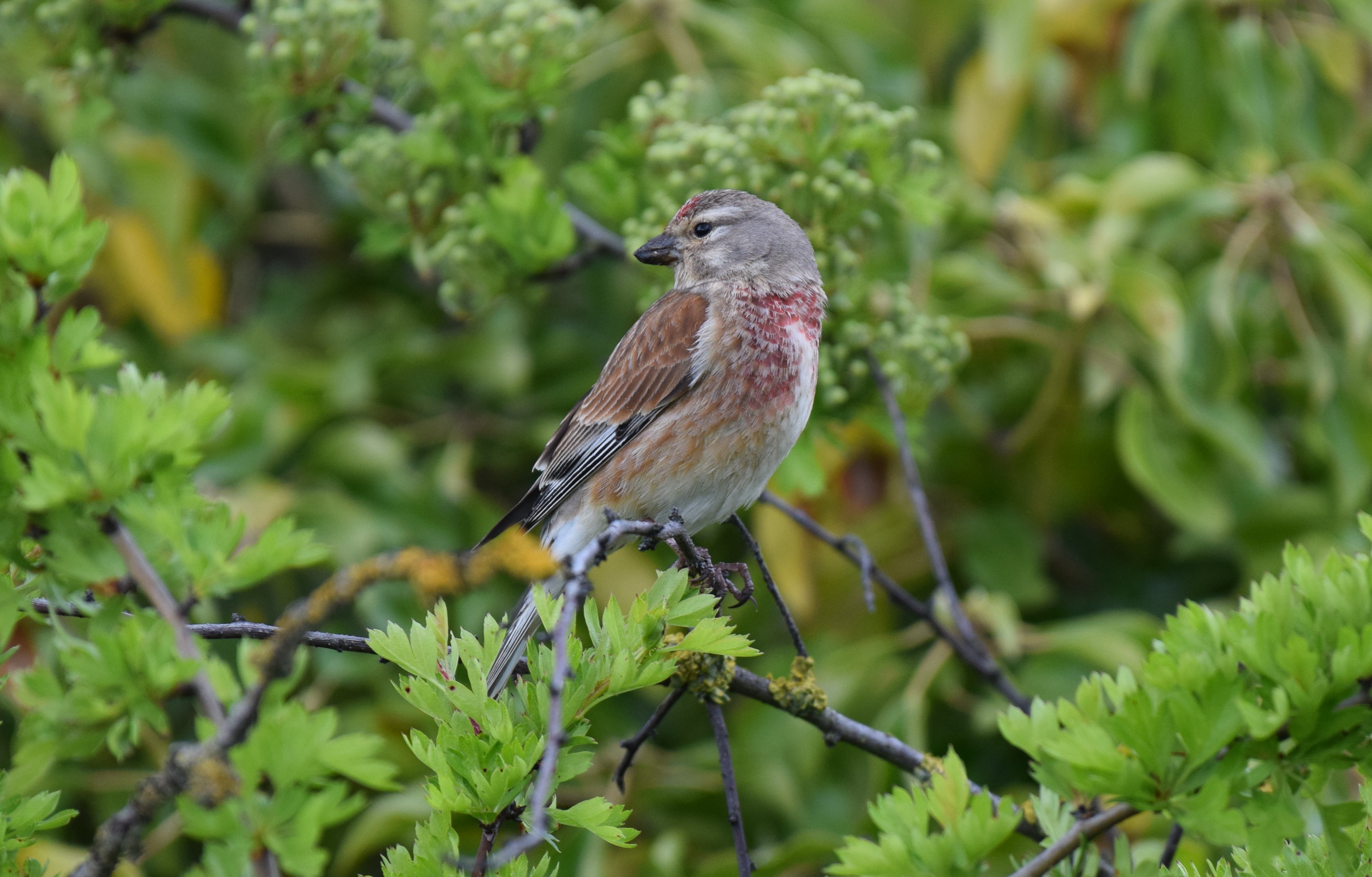 Linnet of Pegwell, Spring 2018